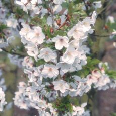 5038838026126 1 Prunus Snow Goose 12l.jpg